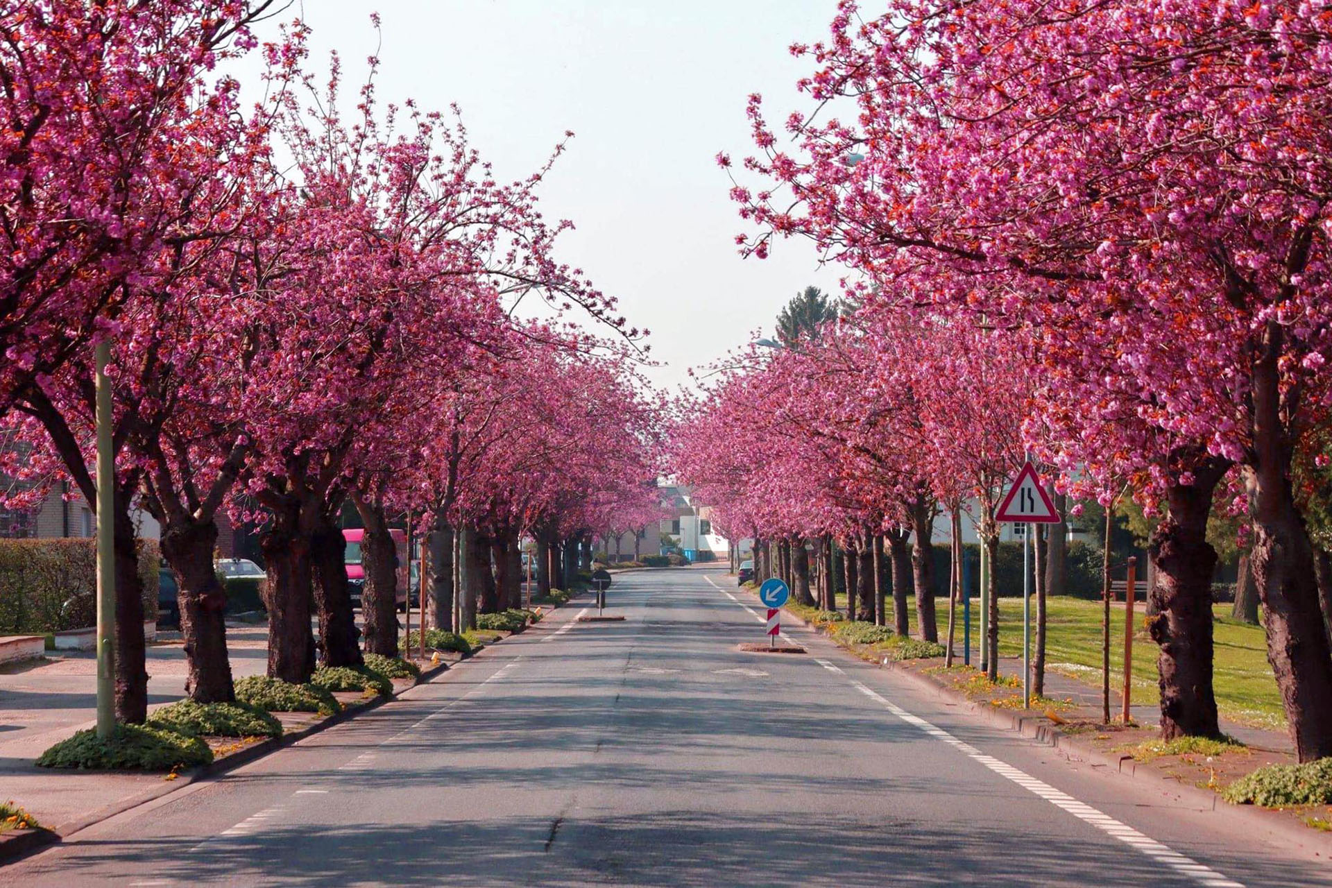 Die bekannte Kirschblüten-Allee in Lendersdorf befindet sich kurz vor dem Lendersdorfer Krankenhaus. Ihre Blätter blühen von März bis Anfang Mai.  